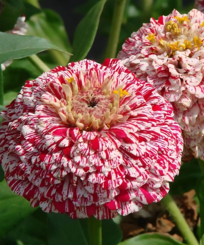 Puikioji gvaizdūnė "Pop Art White with rose-white stripes", 70 sėklų