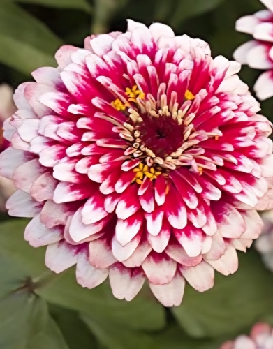 Puikioji gvaizdūnė Swizzle kirsch-elfenbein F1 (Zinnia elegans), 5 sėklos