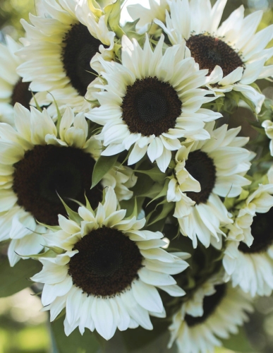 Paprastoji saulėgrąža ProCut White Nite F1 (Helianthus annuus), 10 sėklų