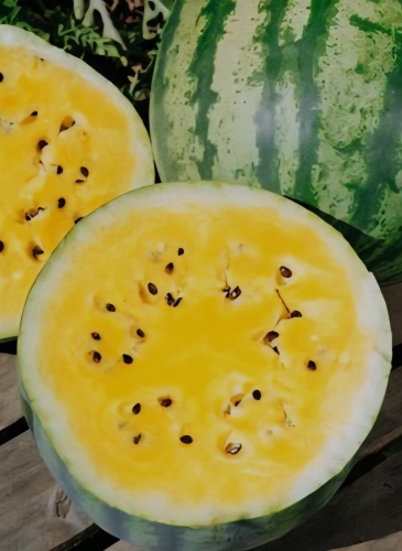 Tikrieji arbūzai Primagold F1 (Citrullus lanatus), 5 sėklos