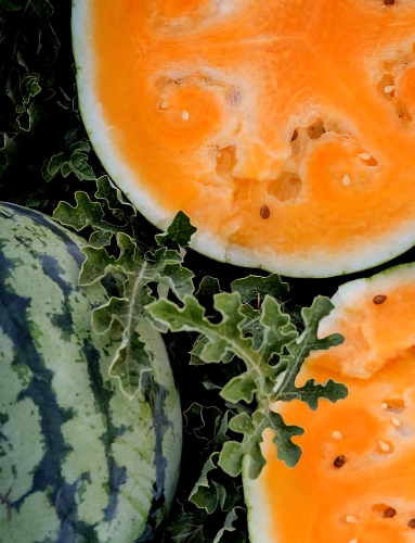 Tikrieji arbūzai Primaorange F1 (Citrullus lanatus), 5 sėklos