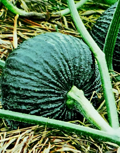 Muskusiniai moliūgai Bungkan 021 F1 (Cucurbita moschata), 5 sėklos
