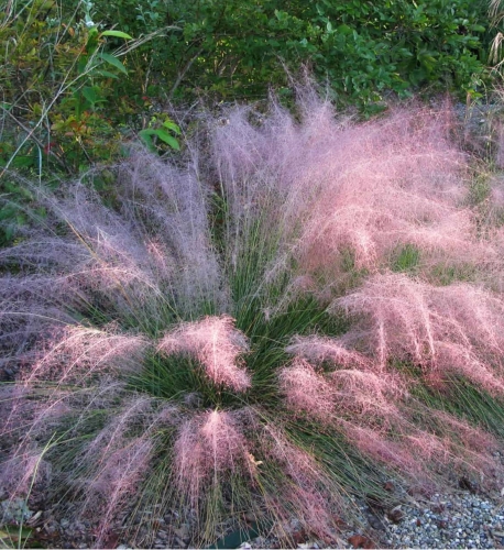 Rožinė miglonė "Ruby" (Muhlenbergia capillaris), 15 sėklų