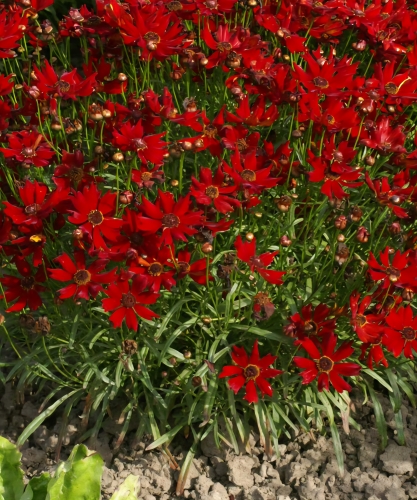 Darželinis gludas "Mahagany Midget" (Coreopsis tinktoria), 15 sėklų