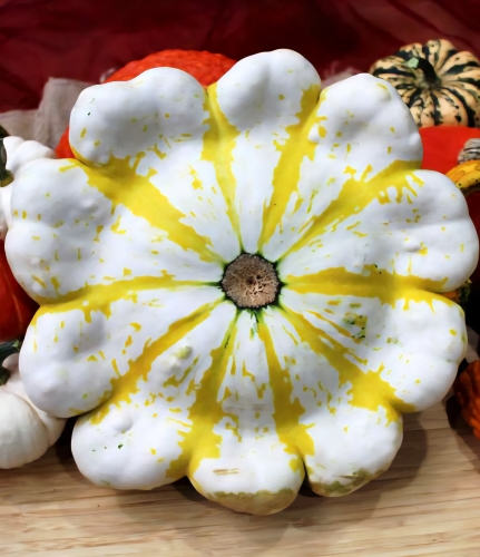 Patisonai Fall Blossom F1 (Cucurbita pepo L.), 5 sėklos