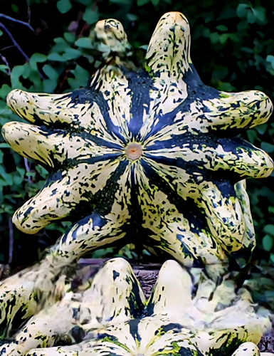 Patisonai Deimos F1 (Cucurbita pepo L.), 5 sėklos