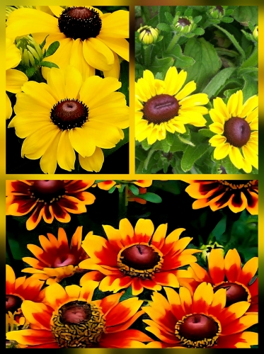 Rudbekija plaukuotoji ŽEMAŪGĖ 'Toto Lemon, Gold, Rustic' 10 sėklų (lot. Rudbeckia hirta) 50s