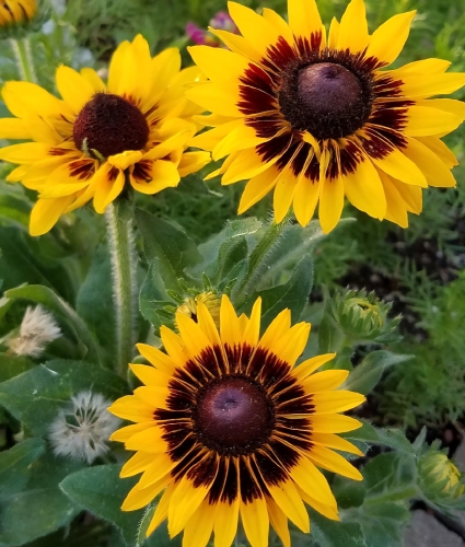 Rudbekija plaukuotoji 'Sonora' (Rudbeckia hirta) 10 sėklų