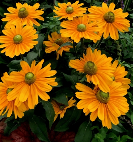 Rudbekija plaukuotoji 'Amarillo Gold' 10 sėklų (Rudbeckia hirta)
