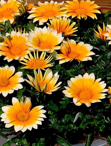 Standžioji gazanija Zany Sunny Side Up F1 (Gazania rigens) 10 sėklų