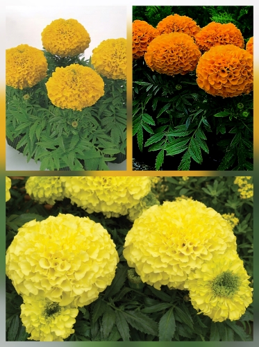 Gvazdikinis serentis 'Antiqua'