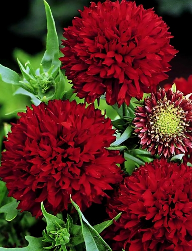 Puošnioji gailardija 'Red Plume' 18 sėklų (Gaillardia pulchella)