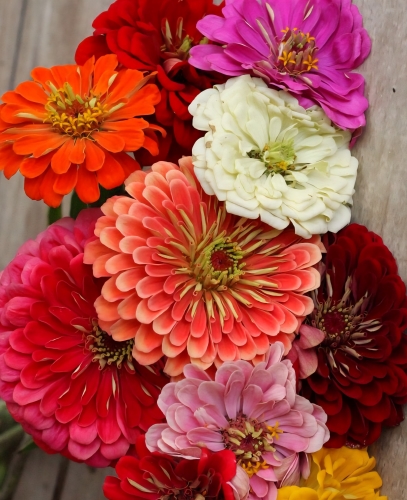 Puikioji gvaizdūnė 'Giant Blaupunkt Mi'x 19 sėklų (Zinnia elegans)