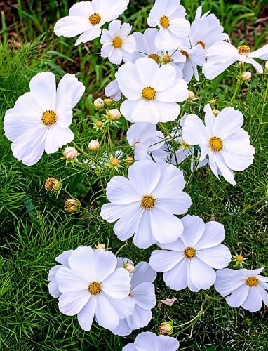 Paprastoji kosmėja 'Sonata White' 10 sėklų