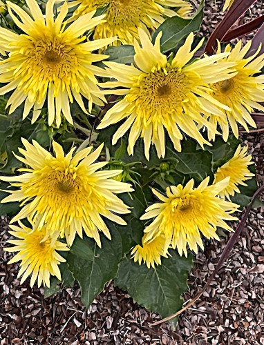 ŽEMAŪGĖ tikroji saulėgrąža Lemon Cutie F1 10 sėklų (Helianthus annuus)