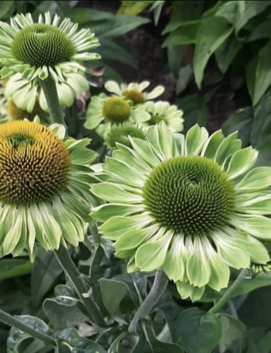 Purpurinė ežiuolė 'Alan's Pride', 10 sėklų (Echinaceapurpurea)