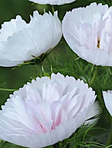 Paprastoji kosmėja 'Cupcake Blush' 10 sėklų (Cosmos bipinnatus)