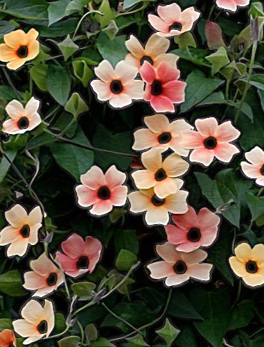 Sparnuotoji tunbergija 'African Sunset' (sin.'Blushing Susie'), 8 sėklos (Thunbergia alata)