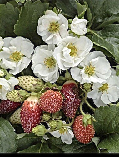 Braškės remontantinės Summer Breeze Snow F1 5 sėklos (Fragaria)
