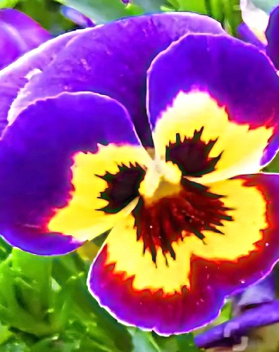 Tiesiaragė našlaitė Grandissimo Berry Pie F1, 10 sėklų (Viola cornuta)