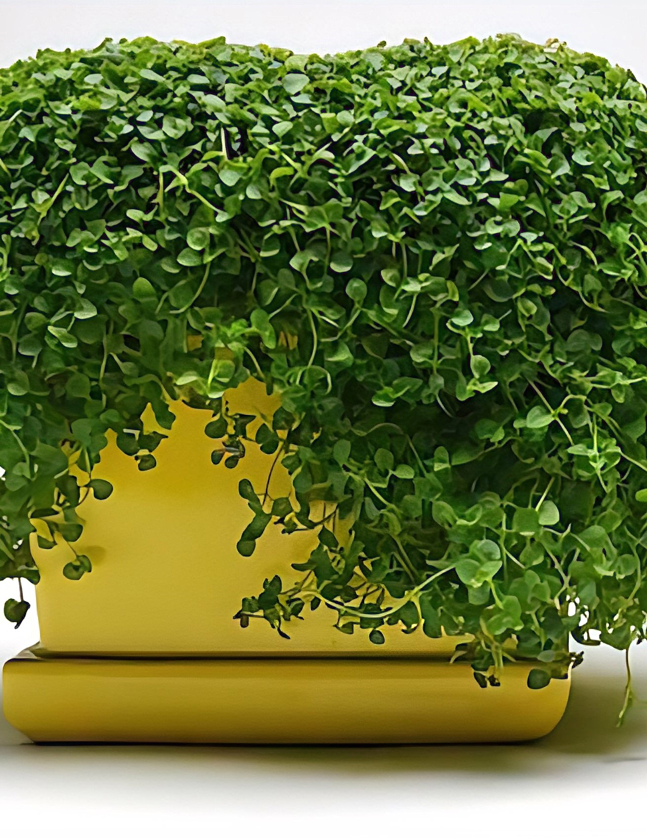 Sultingoji mėta (Korsikos mėta) 'Mini Mint', 5gran. po 8-10 sėklų)