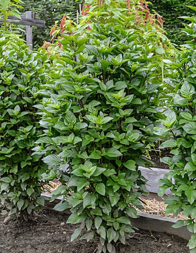 Kvapieji bazilikai 'Thai Towers' (Tailando bazilikai) 5 sėklos (Ocimum basilicum)