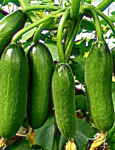 Paprastieji trumpavaisia vazoniniai agurkai Mini Munch F1 5 sėklos (Cucumis sativus)