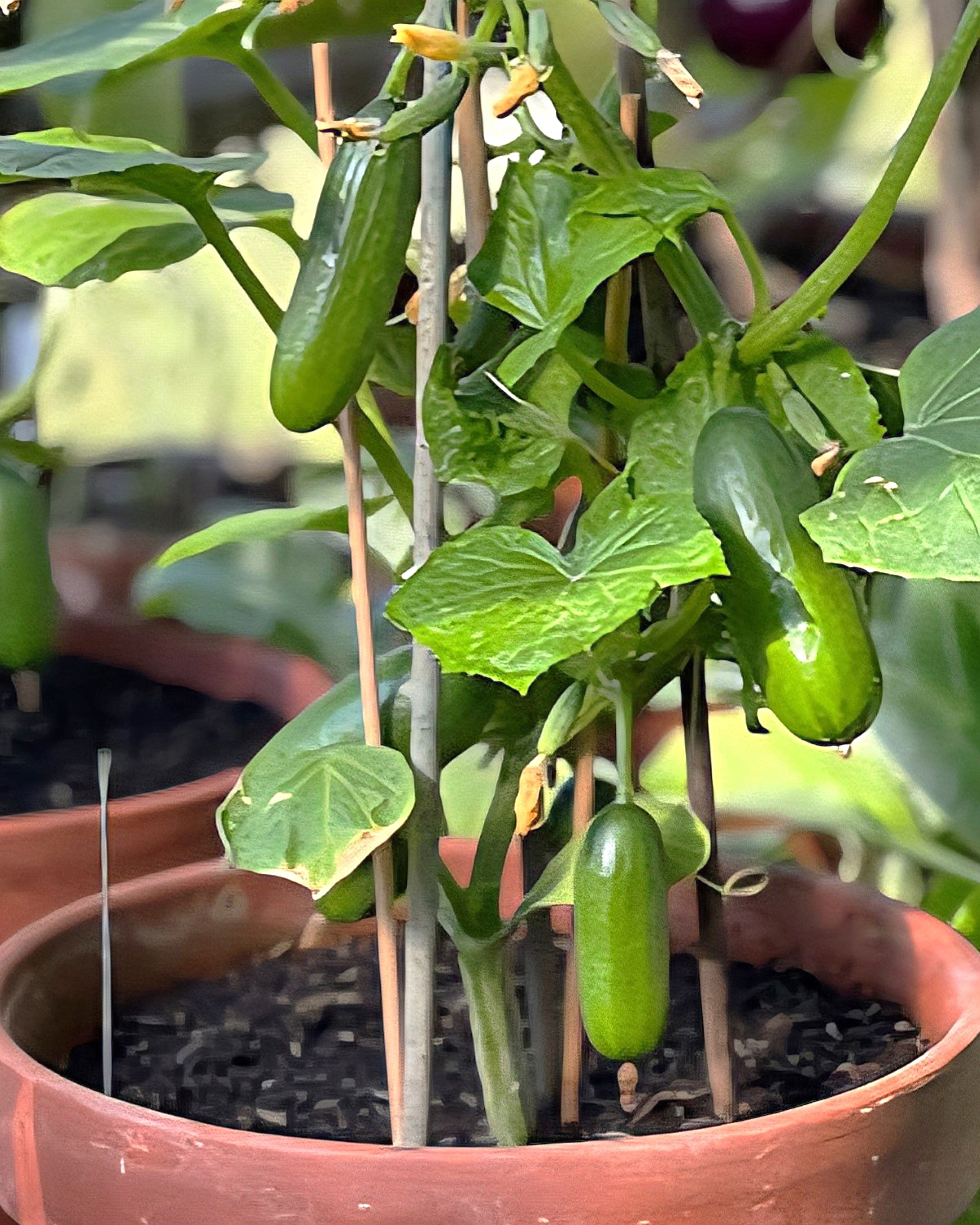 Paprastieji trumpavaisiai vazoniniai agurkai Quick Snack' F1, 5 sėklos (Cucumis sativus)