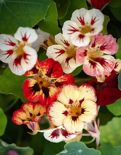 Mažoji nasturtė 'Bloodie Mary' 10 sėklų (Trpaeolum minus)