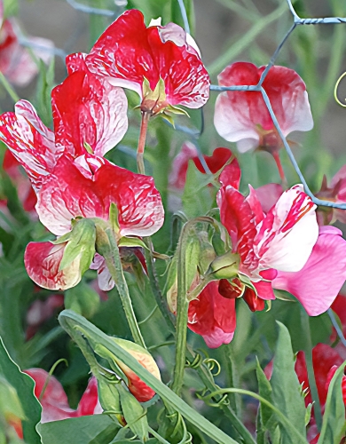 Kvapieji pelėžirniai 'Spencer Mars'  12 sėklų (Lathyrus odoratus)