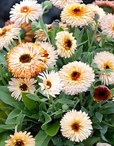 Vaistinė medetka 'Pygmy Buff' 170 sėklų (Calendula officinalis)