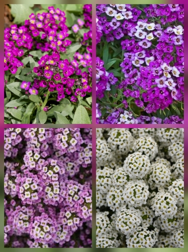 Pajūrinis laibenis 'Aphrodite Mix' 0,09g (Lobularia miritima)