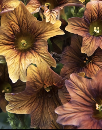 Lenktažiedis trimičius "Cafe au lait"  10 sėklų (Salpiglossis sinuata)