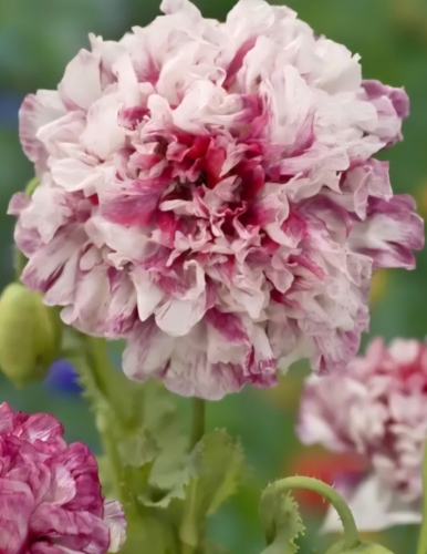 Aguona daržinė 'Flemish Antique Peony' 0,9g (Papaver somniferum)