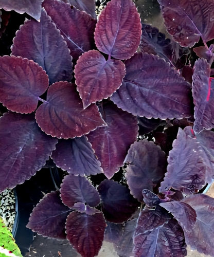 Darželinis margenis "Giant palisandra" (Coleus blumei), 5 sėklos