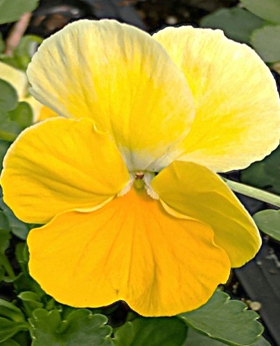 Tiesiaragė našlaitė Grandissimo Lemon Splash F1, 10 sėklų (Viola cornuta)