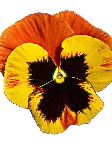 Našlaitė darželinė 'Power Fire' 10 sėklų (Viola witrockiana)