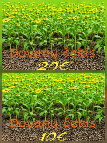 Dovanų čekis sumai