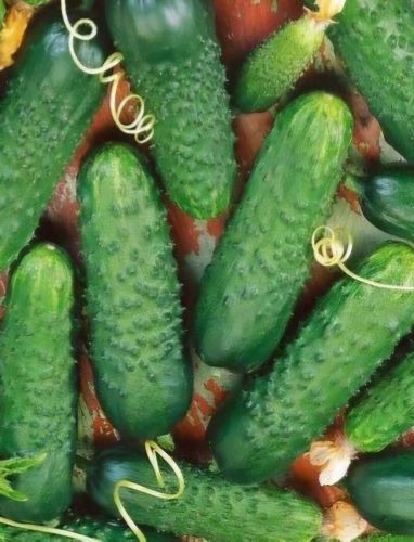 Paprastieji trumpavaisiai agurkai Merengue F1(H) (Cucumis sativus), BEICUOTA