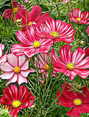 Kosmėja paprastoji 'Velouette'  (Cosmos bipinnatus)