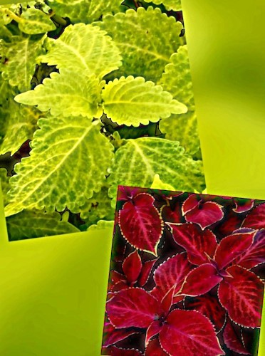 Darželinis margenis "Fairway Red Velvet & Yellow"  5+5 sėklos (Coleus blumei)