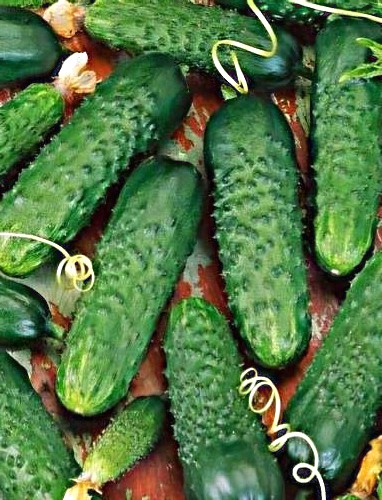 Paprastieji trumpavaisiai agurkai Merengue F1(H) (Cucumis sativus), BEICUOTA