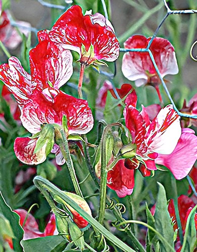 Kvapieji pelėžirniai 'Spencer Mars'  12 sėklų (Lathyrus odoratus)