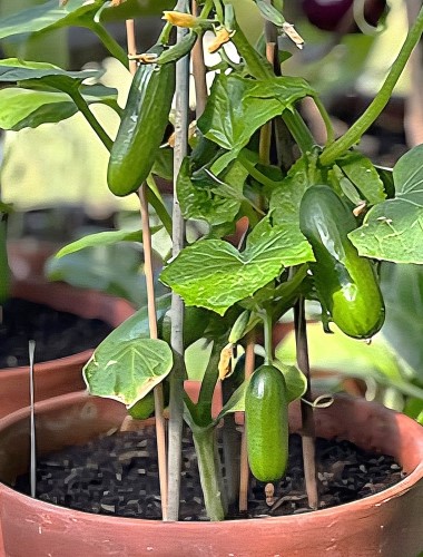 Paprastieji trumpavaisiai vazoniniai agurkai Quick Snack F1, 5 sėklos (Cucumis sativus)