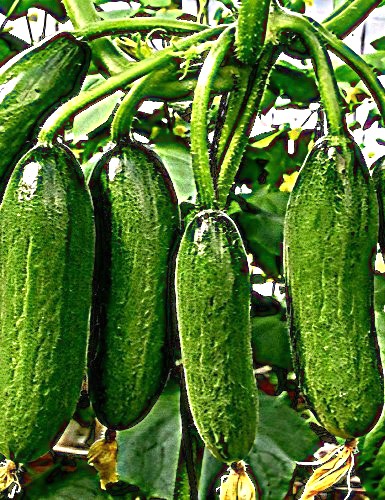 Paprastieji trumpavaisia vazoniniai agurkai Mini Munch F1 5 sėklos (Cucumis sativus)