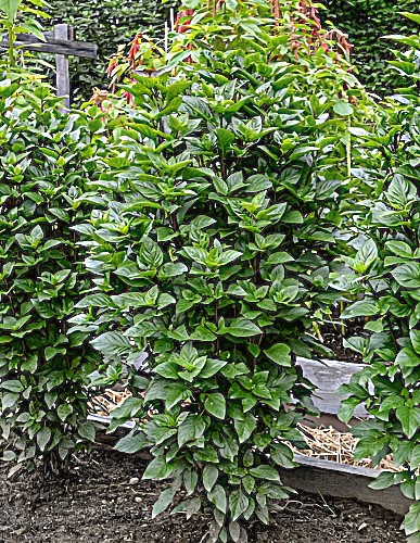 Kvapieji bazilikai 'Thai Towers' (Tailando bazilikai) 5 sėklos (Ocimum basilicum)