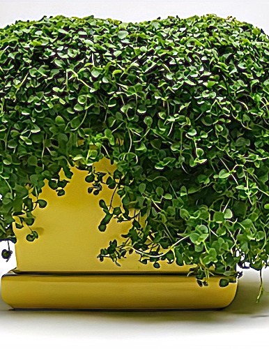 Sultingoji mėta (Korsikos mėta) 'Mini Mint', 5gran. po 8-10 sėklų)