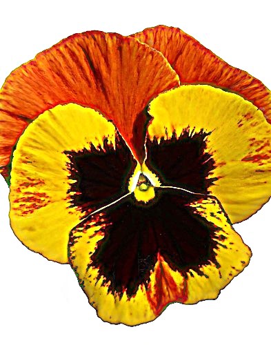 Našlaitė darželinė 'Power Fire' 10 sėklų (Viola witrockiana)