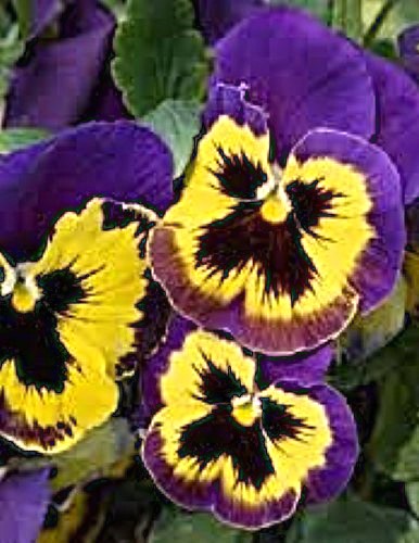 Tiesiaragė našlaitė Grandissimo Berry Pie F1, 10 sėklų (Viola cornuta)