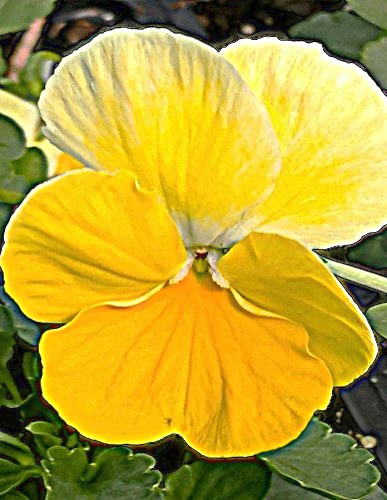 Tiesiaragė našlaitė Grandissimo Lemon Splash F1, 10 sėklų (Viola cornuta)